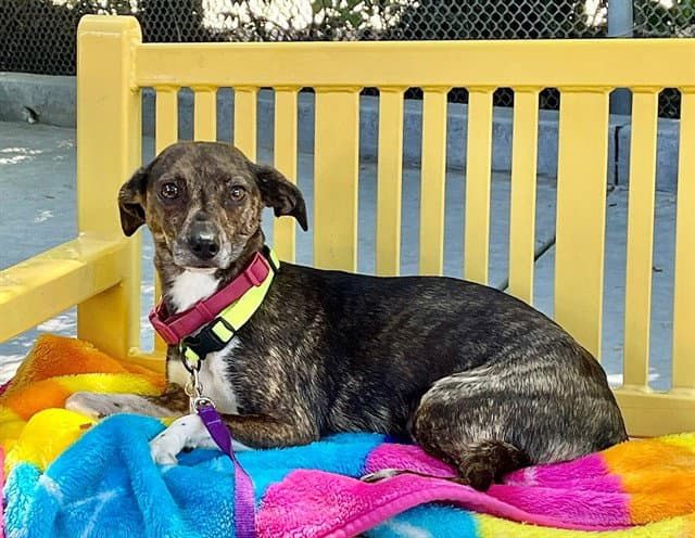 Brinda - Chihuahua
