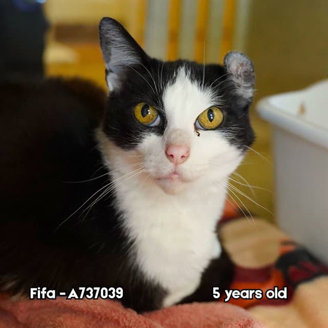 Unknown - Domestic Short Hair