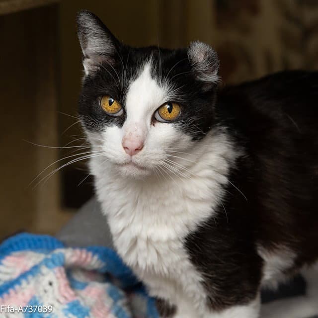 Unknown - Domestic Short Hair