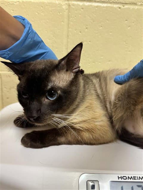 Unknown - Domestic Short Hair