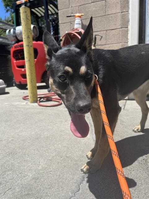 Josie - German Shepherd Dog