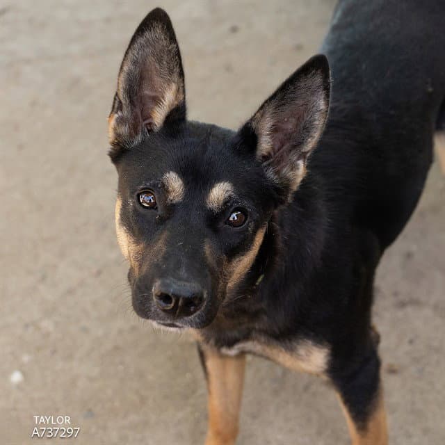 Josie - German Shepherd Dog