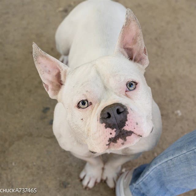 Coop - Pit Bull Terrier