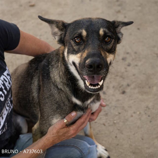Bruno - German Shepherd Dog