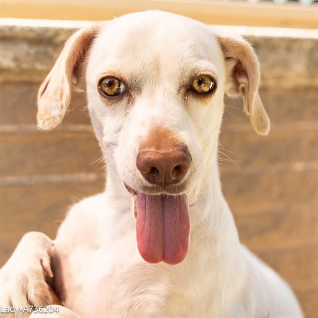Lady - Chihuahua