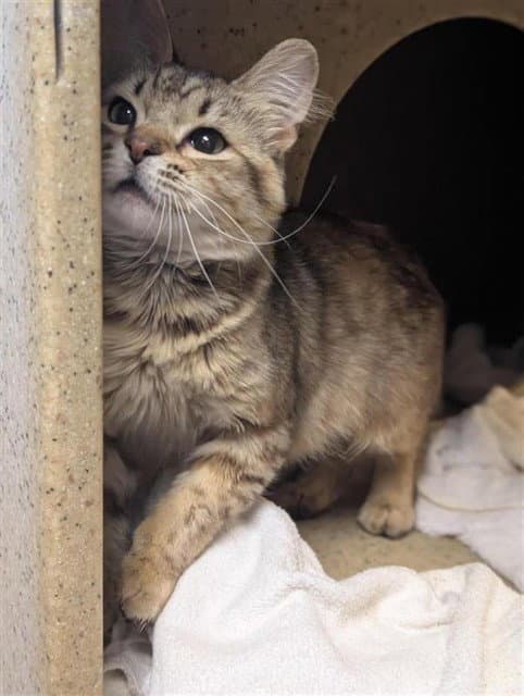 Unknown - Domestic Short Hair