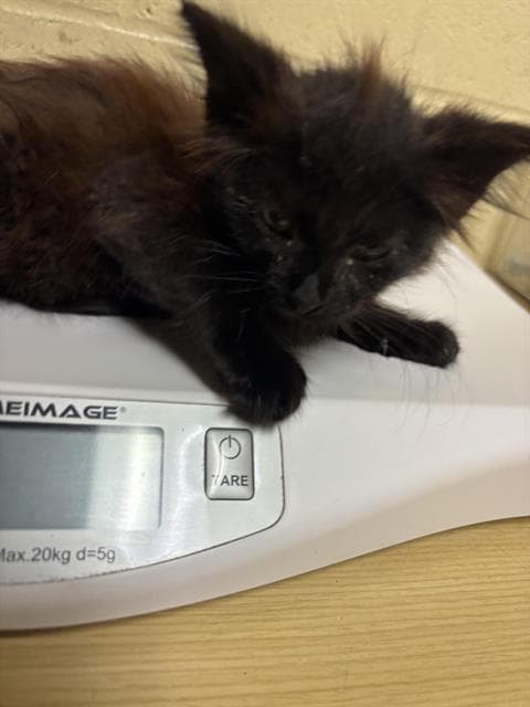 Unknown - Domestic Short Hair