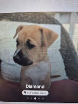 Diamond image 1
