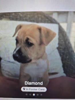Diamond - German Shepherd Dog