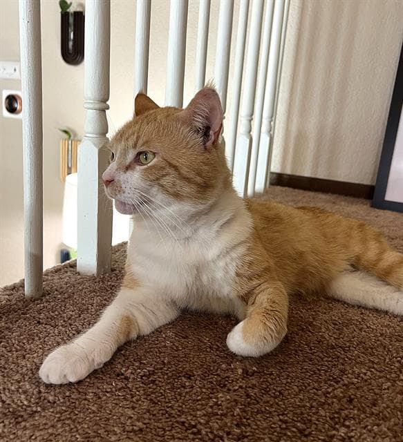 Canelo - Domestic Short Hair
