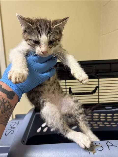 Unknown - Domestic Short Hair