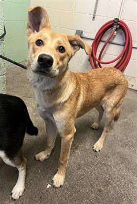 Unknown - Australian Cattle Dog/Blue Heeler