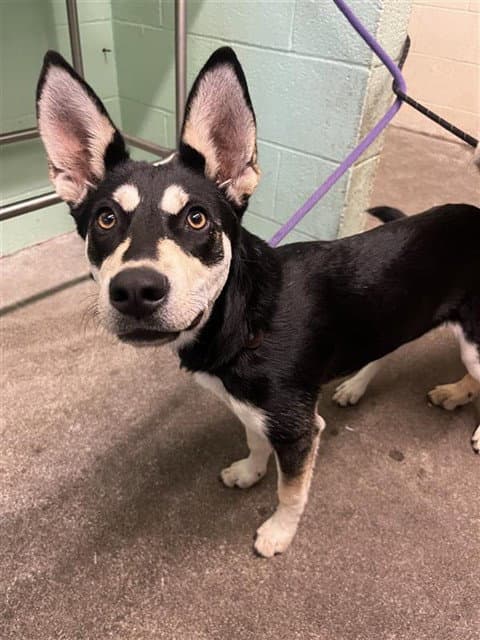 Unknown - Australian Cattle Dog/Blue Heeler