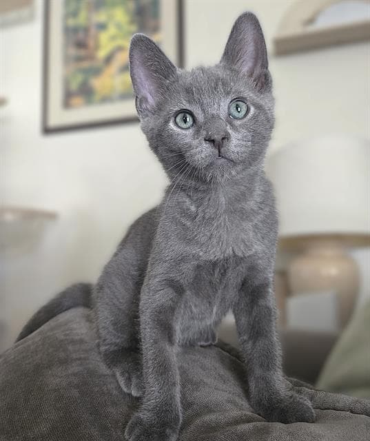 Mani - Domestic Short Hair