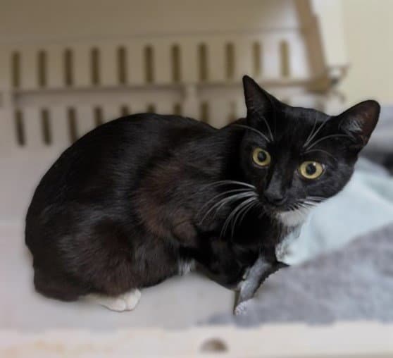 Dolly - Domestic Short Hair