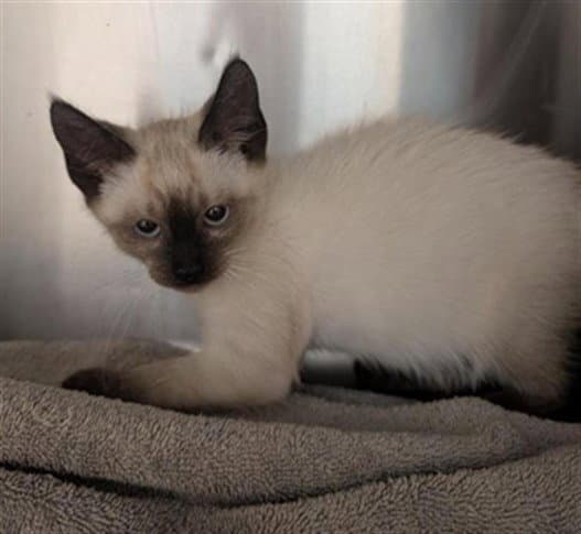 Unknown - Domestic Short Hair