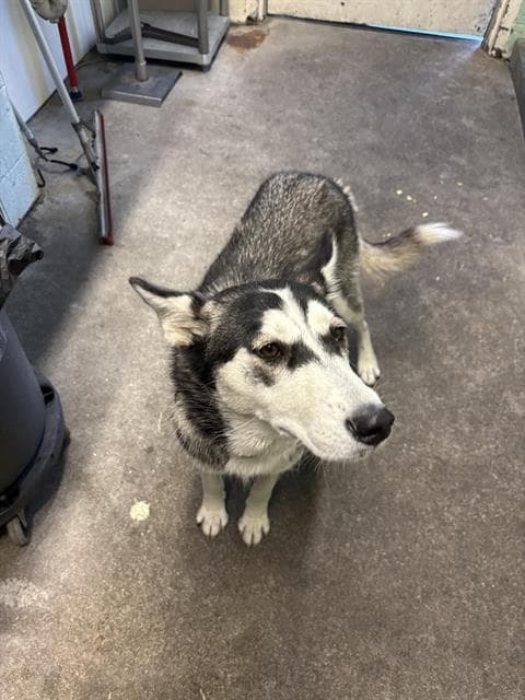Foxy - Siberian Husky