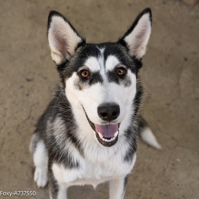 Foxy - Siberian Husky