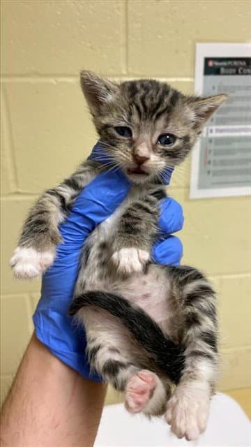 Lexi - Domestic Short Hair