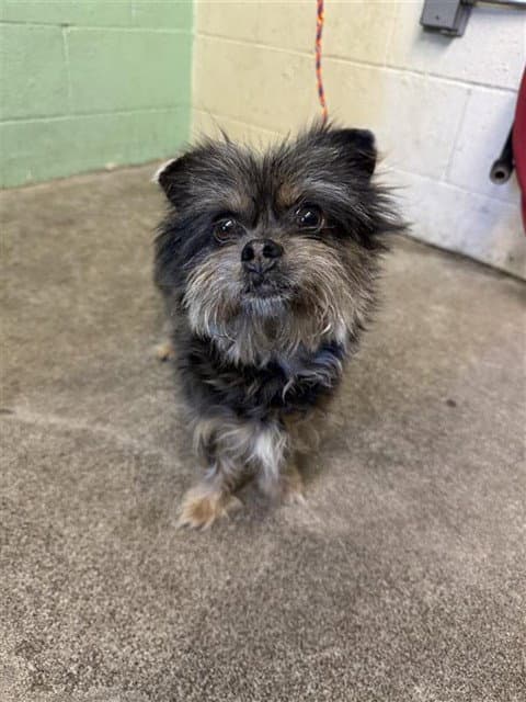 Unknown - Yorkshire Terrier Yorkie