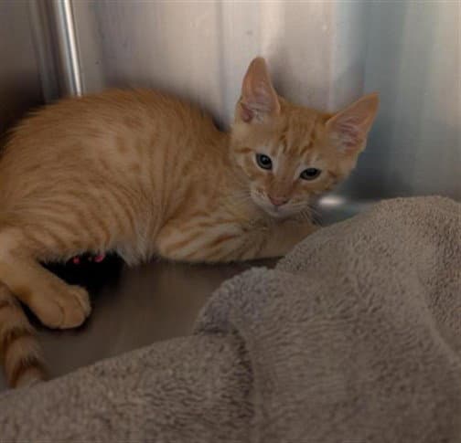 Unknown - Domestic Short Hair
