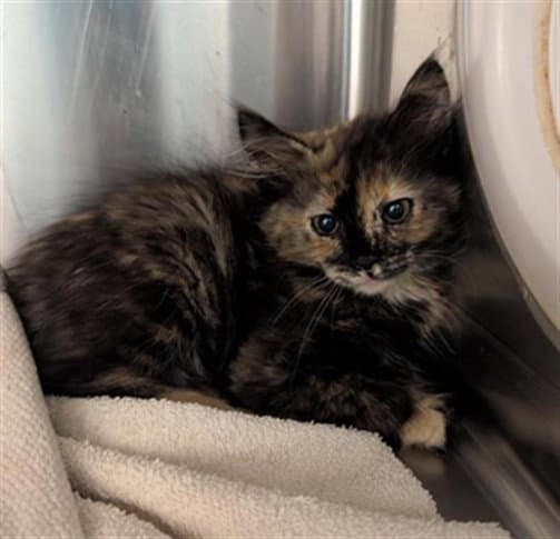 Unknown - Domestic Short Hair