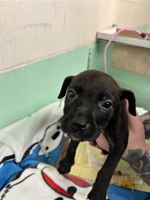 Cherry - Pit Bull Terrier