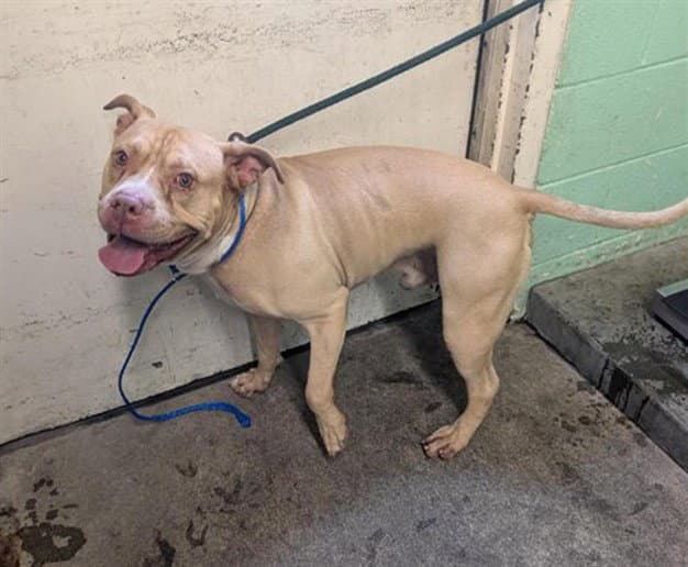 Dozer - Pit Bull Terrier