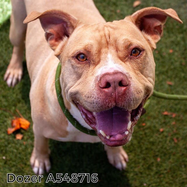 Dozer - Pit Bull Terrier