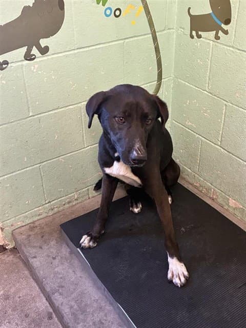 Luna - Pit Bull Terrier