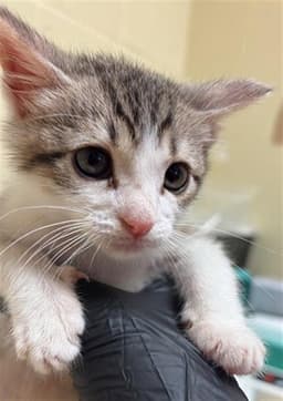 Sir Purrs-A-Lot image 1