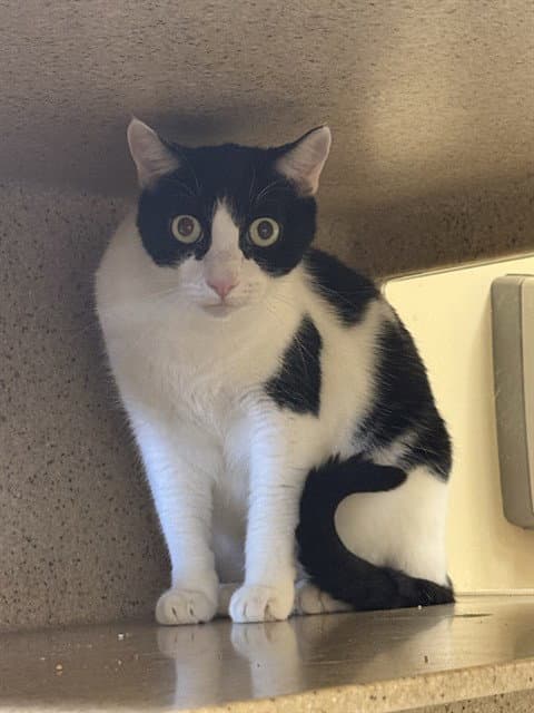 Striker - Domestic Short Hair