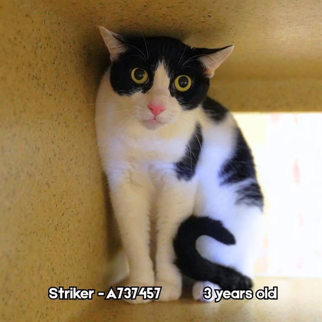 Striker - Domestic Short Hair