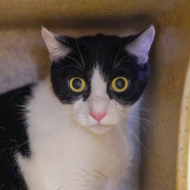 Striker - Domestic Short Hair