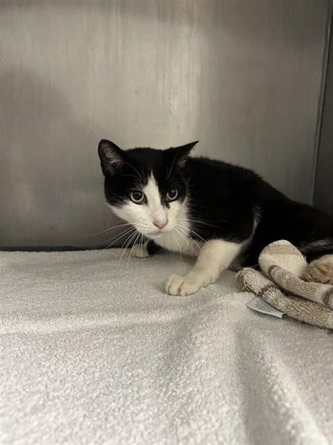 Mickey - Domestic Short Hair