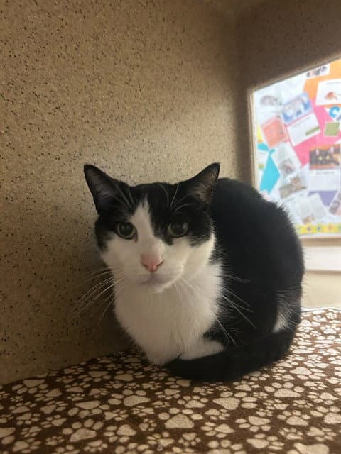 Mickey - Domestic Short Hair
