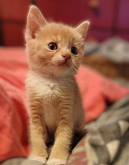 Spice - Domestic Short Hair
