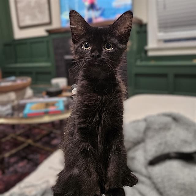 Susu - Domestic Short Hair