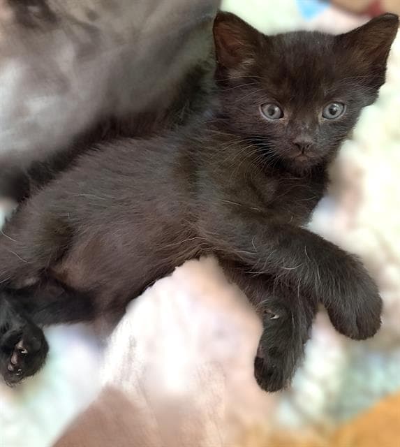 Little Void - Domestic Short Hair