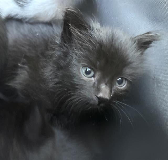 Big Void - Domestic Short Hair