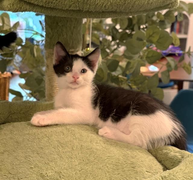 Stripe - Domestic Short Hair