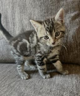 Pony image 1