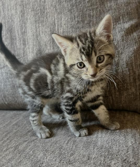Pony - Domestic Short Hair