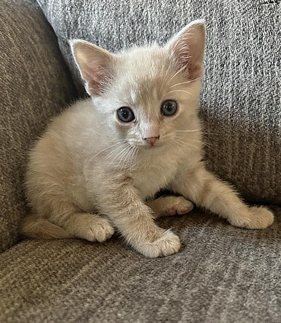 Sir Phillippe Bean The First - Domestic Short Hair