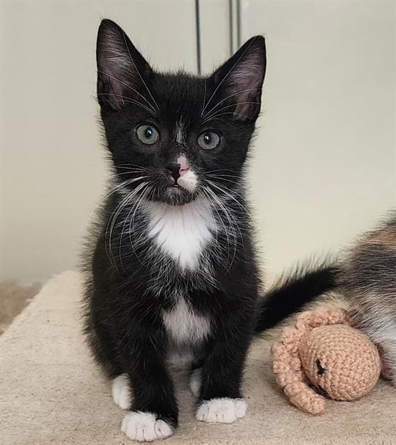 Westley - Domestic Short Hair