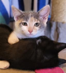 Buttercup image 1