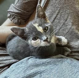 Suki image 1