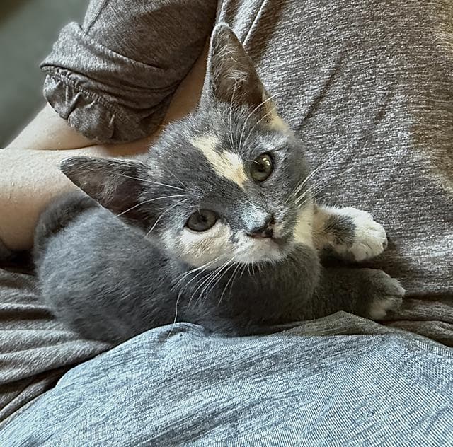 Suki - Domestic Short Hair