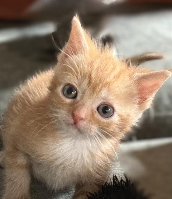 Penny - Domestic Short Hair
