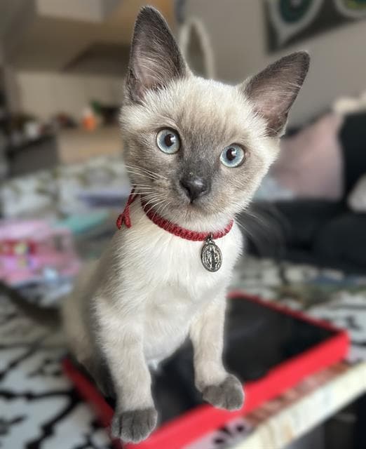 Fluffy - Siamese